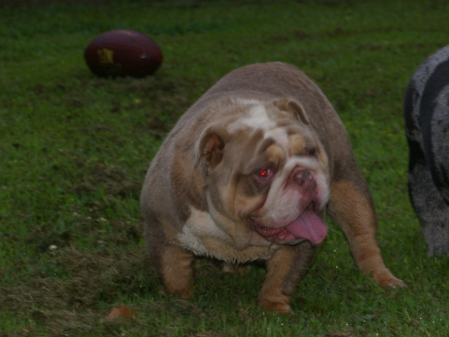 Layla of Designer Bullz