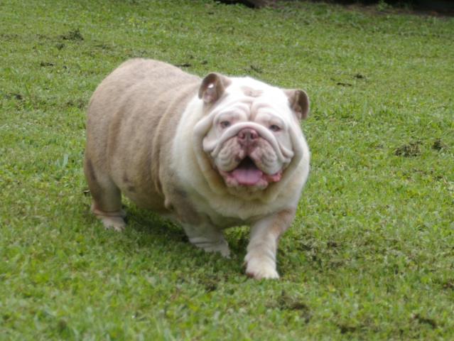 Peaches & Cream of Designer Bullz