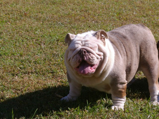 Peaches & Cream of Designer Bullz