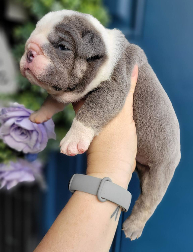 Pup 1 English Bulldog Puppy for Sale - Designer Bullz LLC