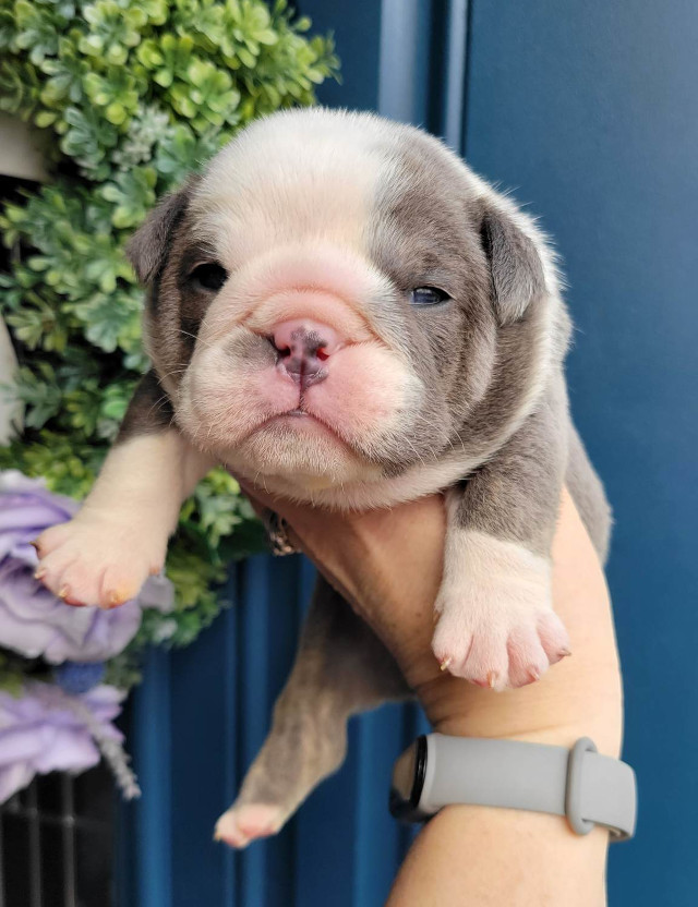 Pup 1 English Bulldog Puppy for Sale - Designer Bullz LLC