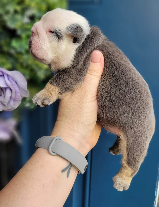 Pup 2 English Bulldog Puppy for Sale - Designer Bullz LLC