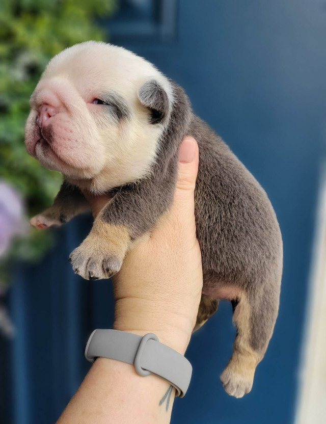 Pup 2 English Bulldog Puppy for Sale - Designer Bullz LLC