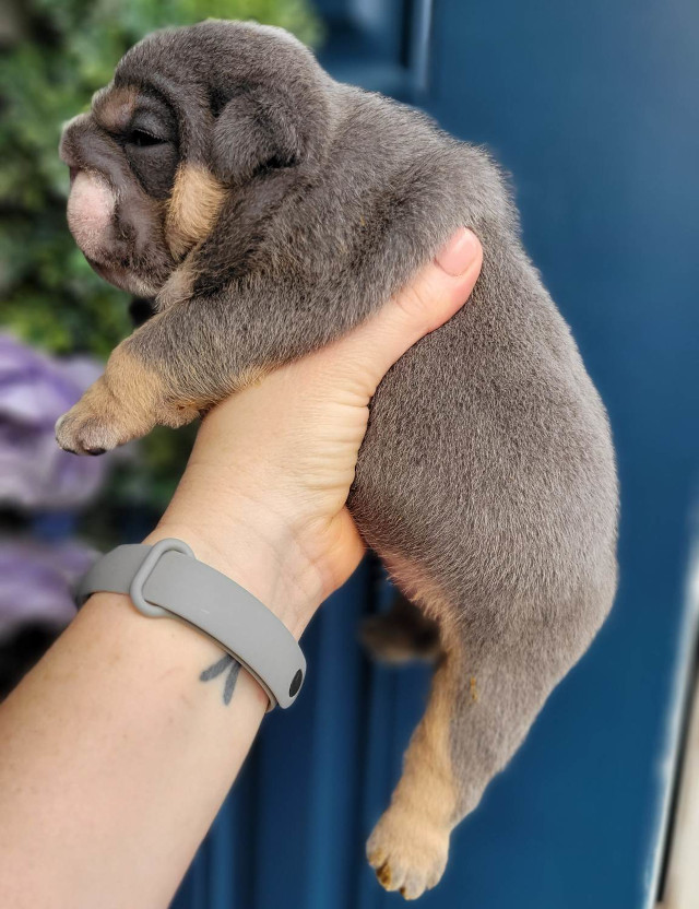 Pup 3 English Bulldog Puppy for Sale - Designer Bullz LLC