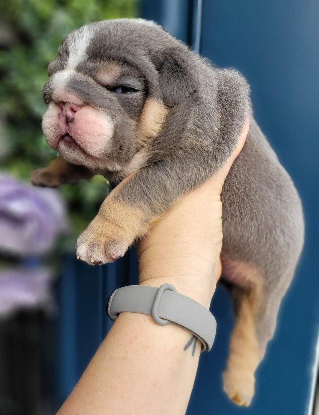 Pup 3 English Bulldog Puppy for Sale - Designer Bullz LLC