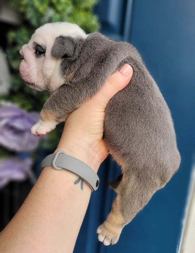 Pup 4 English Bulldog Puppy for Sale - Designer Bullz LLC