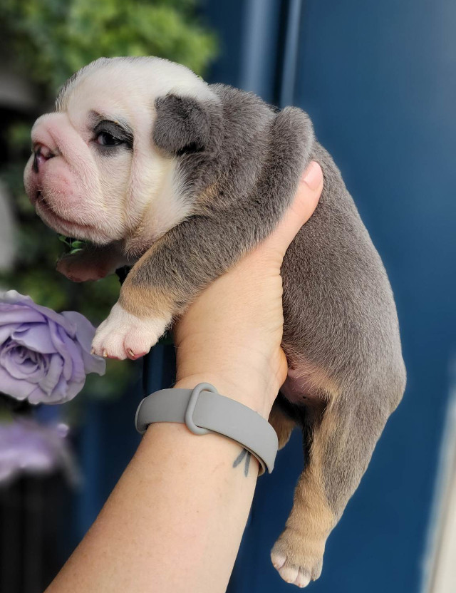 Pup 4 English Bulldog Puppy for Sale - Designer Bullz LLC