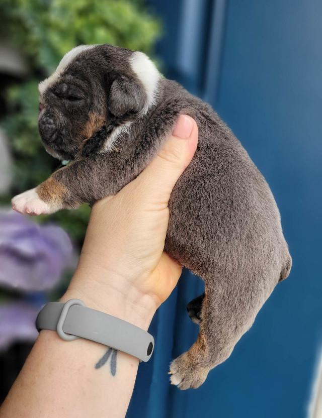 Pup 5 English Bulldog Puppy for Sale - Designer Bullz LLC
