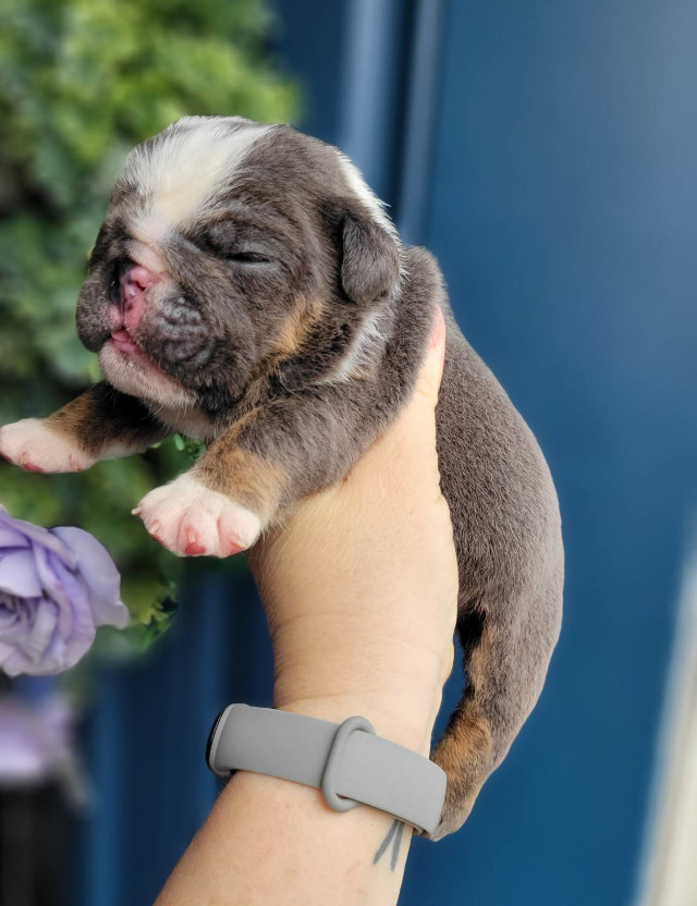 Pup 5 English Bulldog Puppy for Sale - Designer Bullz LLC