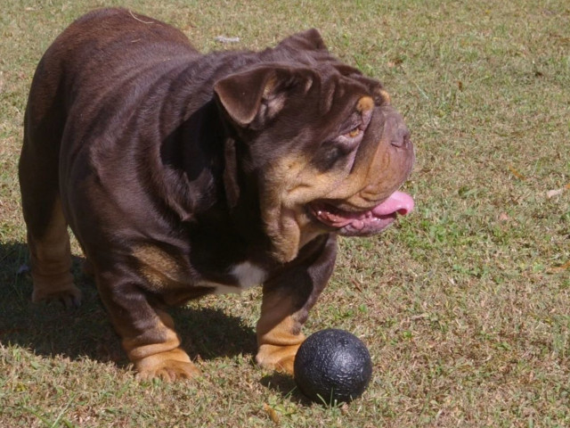 Rolo