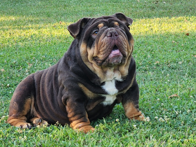 Rolo