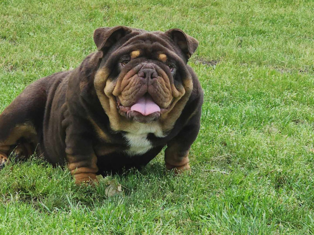 Rolo