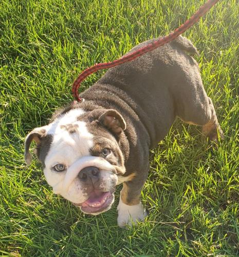 Dom - Male - English Bulldog