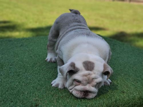 DOM - Male - Blue Tri English Bulldog