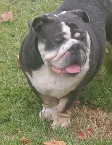 Smurf AKC registered blue tri female. Pedigree consists of:Fifty, 2x Sasquach , City Geezer, Jennings