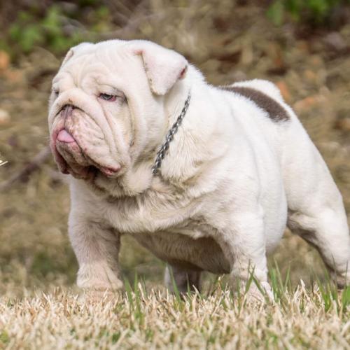 Guppy-of-Designer-Bullz - Male - Englsh Bulldog