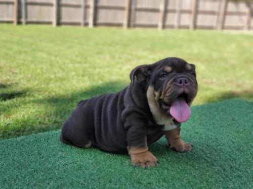 Rolo - Male - English Bulldog