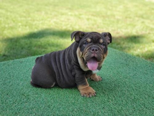 Rolo- Male - English Bulldog