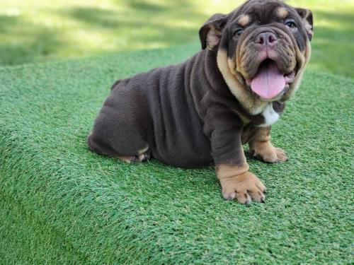 Rolo - Male - English Bulldog